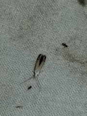 Polyhymno luteostrigella