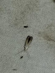 Polyhymno luteostrigella