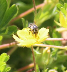 Protosmia rubifloris