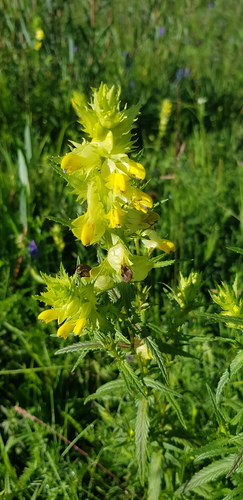 Borbas's Yellow Rattle (Rhinanthus borbasii)