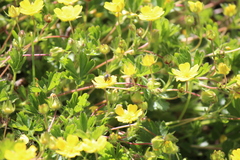 Protosmia rubifloris