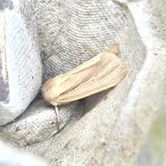 Mythimna pallens