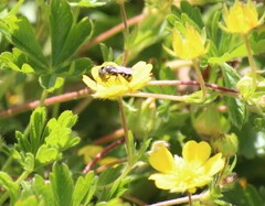 Protosmia rubifloris