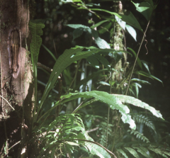 Microsorum heterocarpum