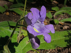 Streptocarpus cyaneus