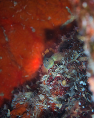 Priolepis aureoviridis