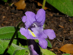 Streptocarpus cyaneus