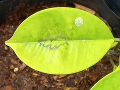 Gonystylus bancanus