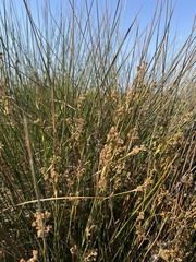 Juncus