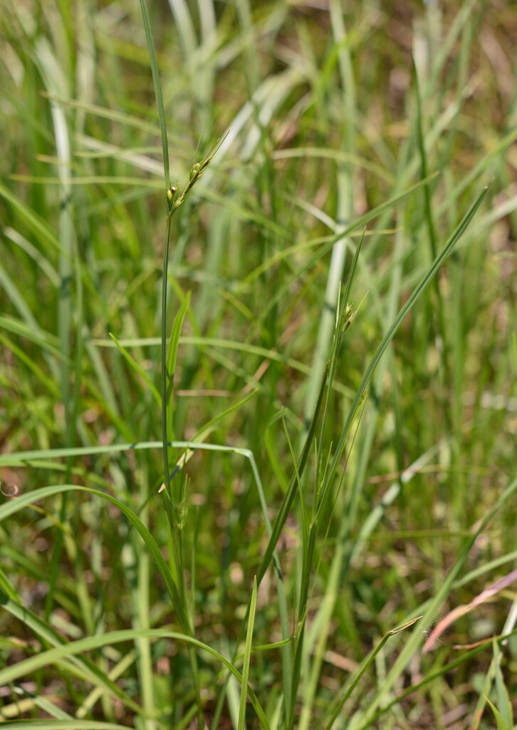 Scleria novae-hollandiae (Scleria novae-hollandiae)