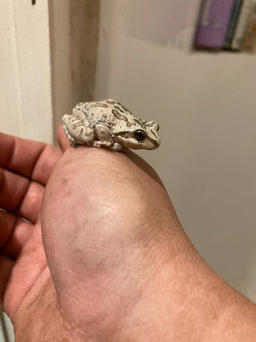 iNaturalist observation photo of Pacific chorus frog