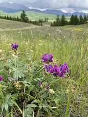 Oxytropis nitens
