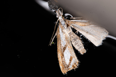 Catoptria permutatellus