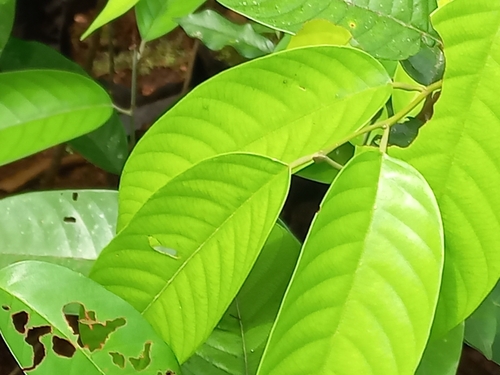 Shorea teysmanniana