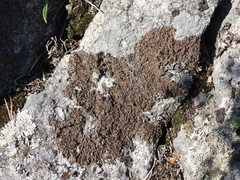 Xanthoparmelia loxodes