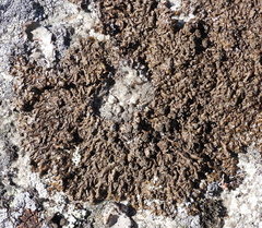 Xanthoparmelia loxodes