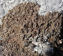 Xanthoparmelia loxodes