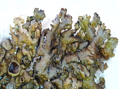 Xanthoparmelia loxodes