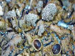 Xanthoparmelia loxodes