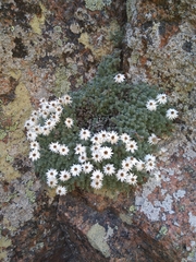 Castroviejoa frigida