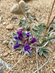 Oxytropis mixotriche