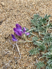Oxytropis mixotriche