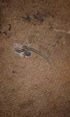 Winsoria bipatria