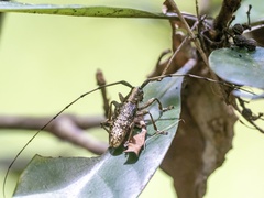 Acalolepta permutans