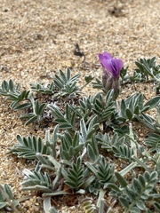 Oxytropis mixotriche