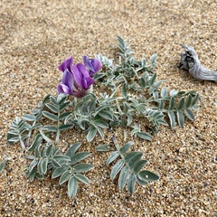 Oxytropis mixotriche