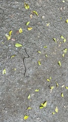 Uropeltidae