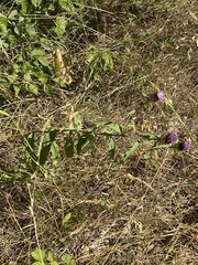 Centaurea nemoralis