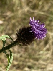 Centaurea nemoralis