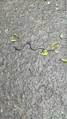 Uropeltidae
