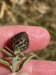 Centaurea nemoralis