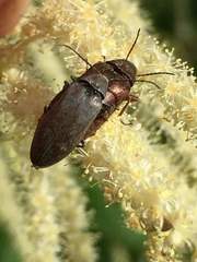 Araeopidius monachus