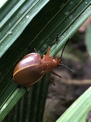 Ellipticus dorbignyi