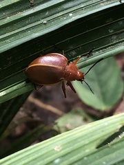 Ellipticus dorbignyi