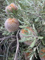 Banksia baueri