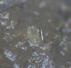 Ascobolus crenulatus