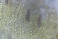 Ascobolus crenulatus