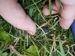 Porcellio scaber