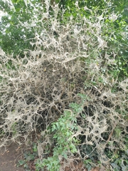 Yponomeuta cagnagella