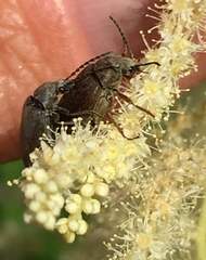 Araeopidius monachus