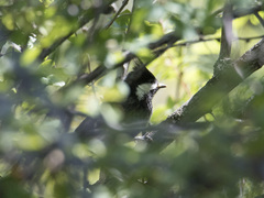 Periparus rufonuchalis