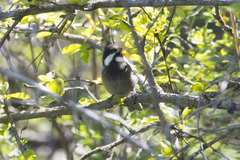 Periparus rufonuchalis