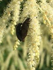 Araeopidius monachus