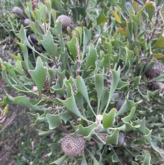 Isopogon trilobus