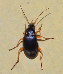 Chlaenius laticollis