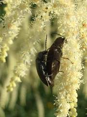 Araeopidius monachus